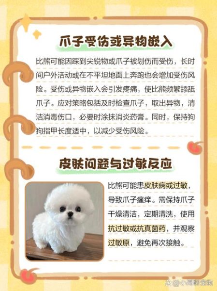 比熊表达情感的方式_比熊为什么总舔主人