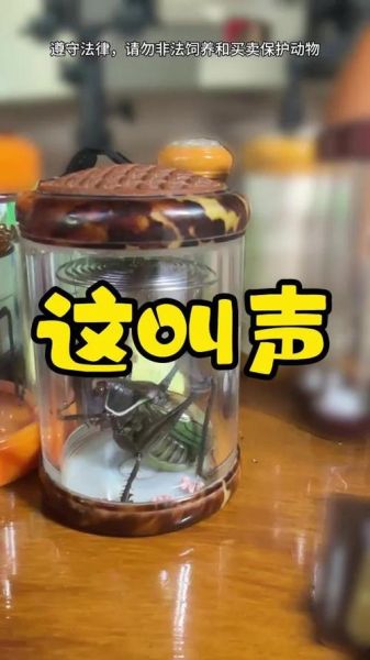 蝈蝈怎么表达情感_蝈蝈叫声含义