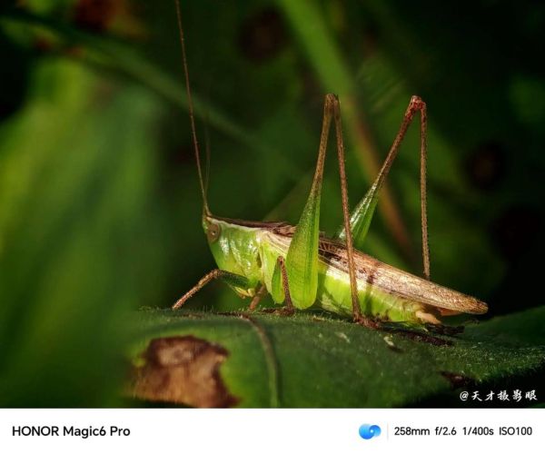 蝈蝈怎么表达情感_蝈蝈叫声含义