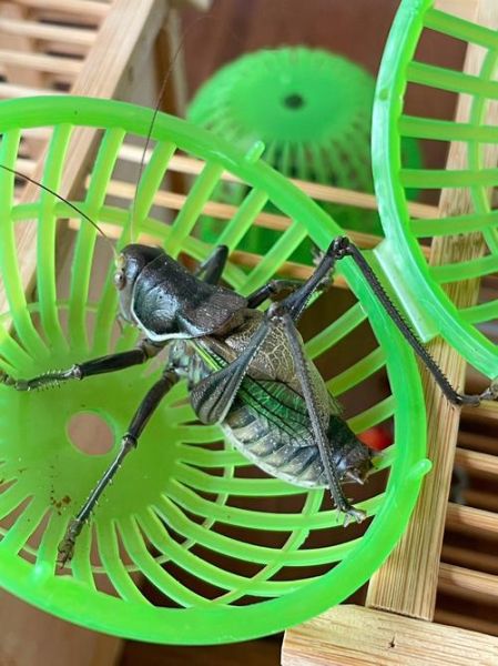 蝈蝈怎么表达情感_蝈蝈叫声含义