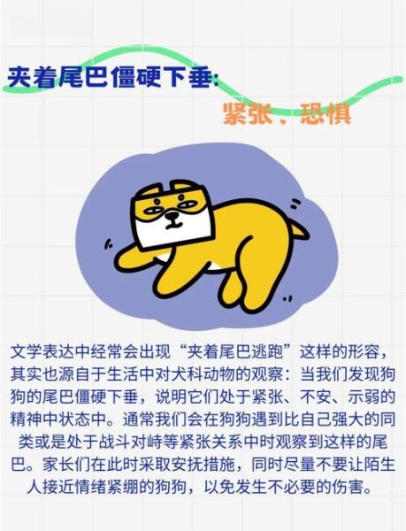 狗狗摇尾巴代表什么_如何读懂狗子的情绪