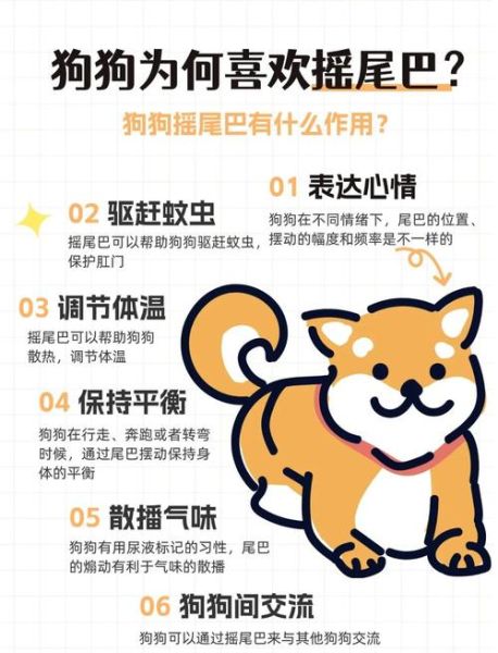 狗狗摇尾巴代表什么_如何读懂狗子的情绪