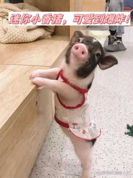小香猪会哭吗_小香猪怎么表达情绪