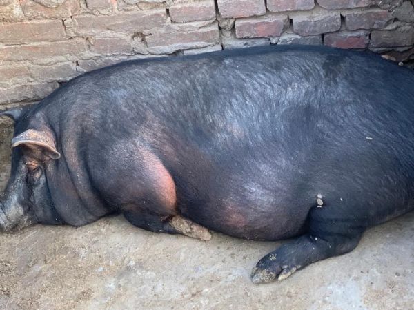 小香猪会哭吗_小香猪怎么表达情绪