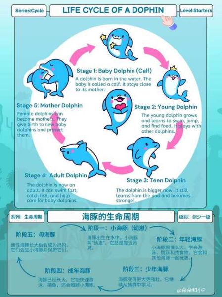 海豚如何表达情感_海豚情感交流方式