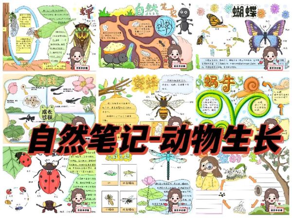 动物百科读书笔记_如何高效做动物知识卡片