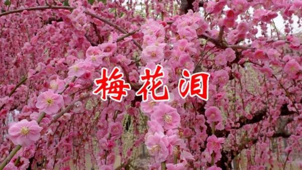 梅花落表达什么情感_梅花落为何让人落泪