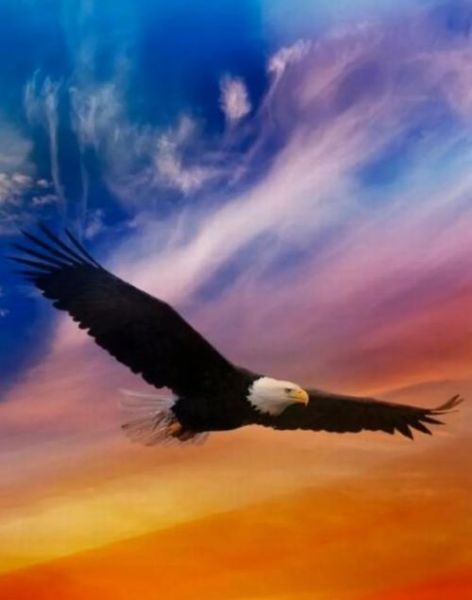 老鹰为什么能飞那么高_老鹰飞行速度有多快