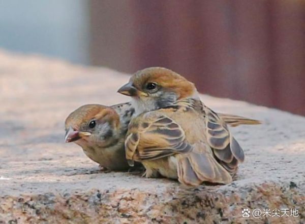 羽毛代表什么情感_如何用羽毛表达爱意