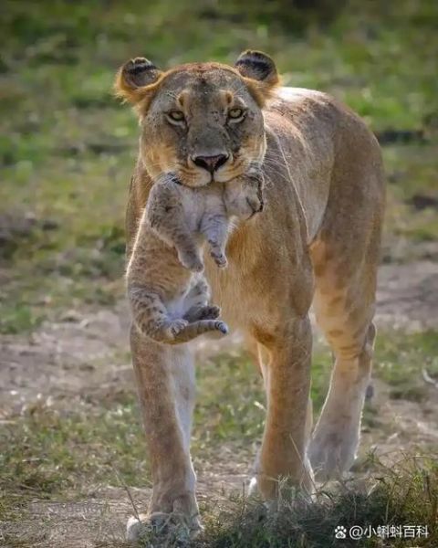 狮子为什么被称为草原之王_狮群社会结构解析