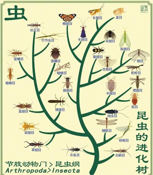 昆虫分类有哪些_如何高效阅读生物百科