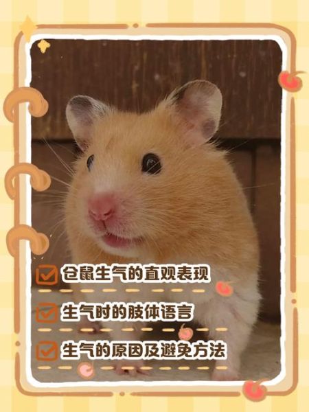 仓鼠开心吗_仓鼠生气的表现