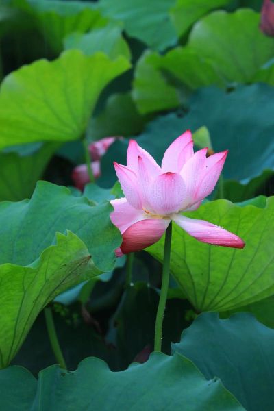 雨荷表达了什么情感_雨荷象征意义解析