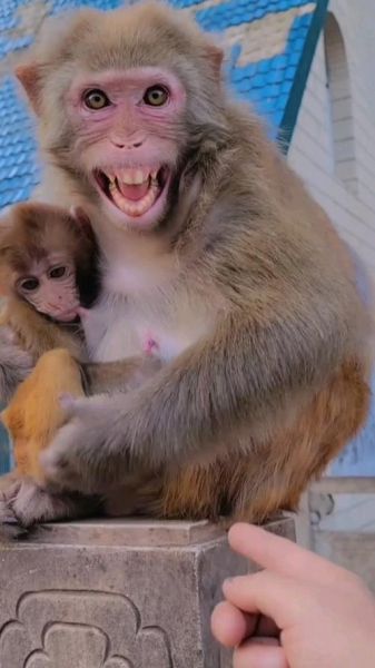 母猴如何表达情感_母猴情感表达方式有哪些