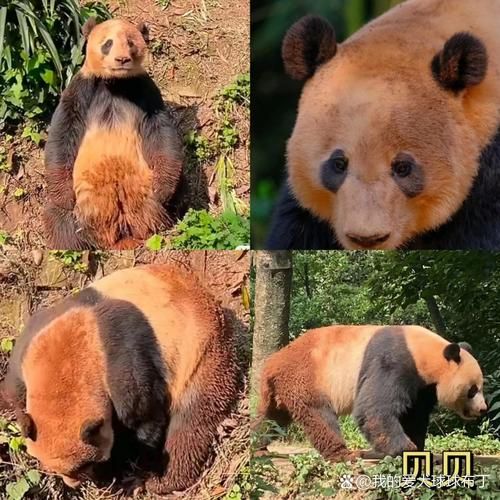 熊猫为什么爱打滚_熊猫打滚代表什么情绪