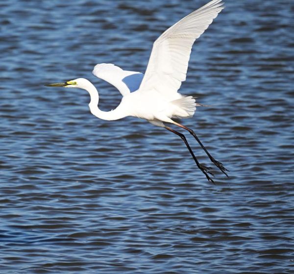 白鹭象征什么情感_白鹭表达爱情吗