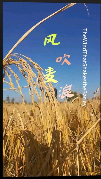 风吹麦浪表达什么情感_风吹麦浪象征意义