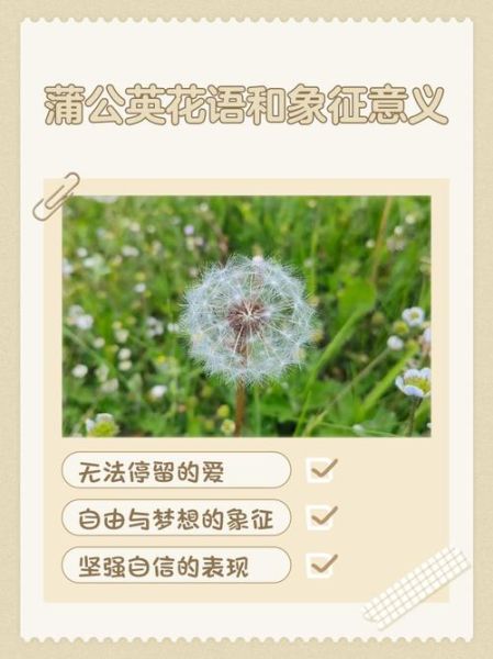 蒲公英的花语是什么_蒲公英的寓意和象征