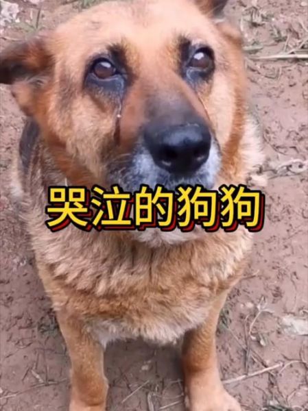 天狗表达情感_天狗为什么哭