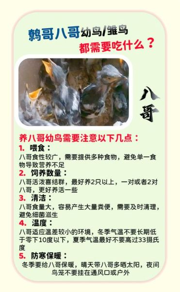 幼鸟如何表达情感_幼鸟情感表达的方式