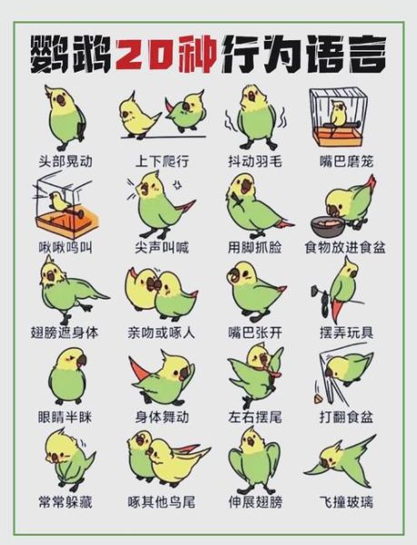 幼鸟如何表达情感_幼鸟情感表达的方式