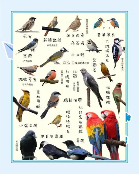 鸟类如何表达情感_鸟类会哭吗