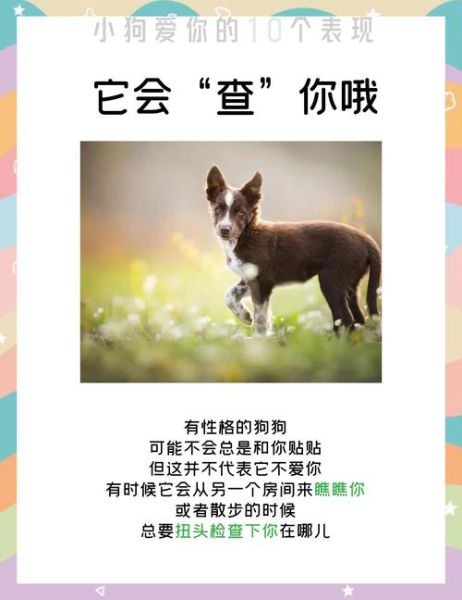 属狗的人如何表达爱意_属狗男喜欢一个人的表现