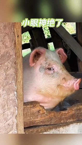 猪头表情包为什么火了_怎么用猪头表达情绪