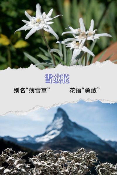 雪绒花象征什么情感_雪绒花的花语是什么