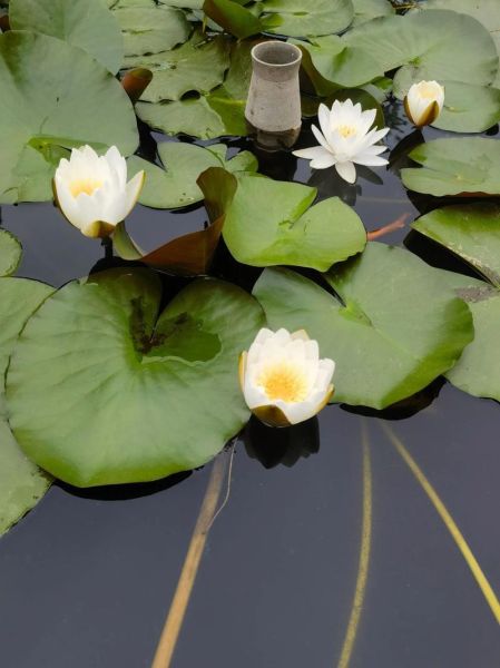 白莲的花语是什么_白莲代表什么情感