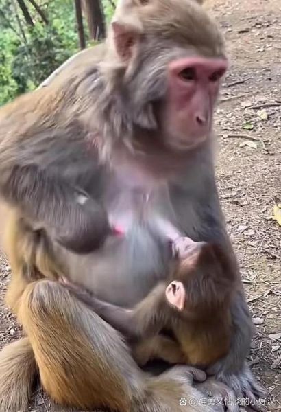 猴子如何表达情感_猴子情感表达方式有哪些