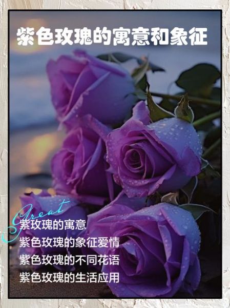 紫色代表什么情感_紫色在情感中的含义