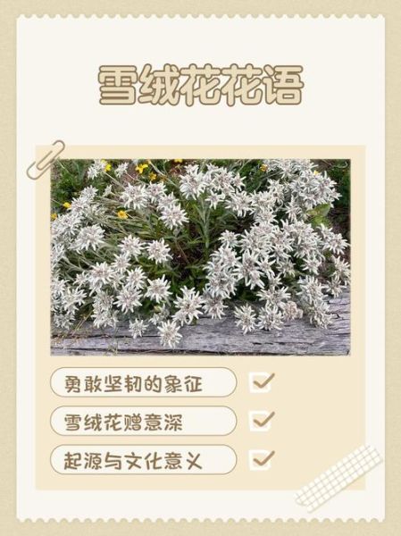 雪绒花表达了什么情感_雪绒花的花语含义