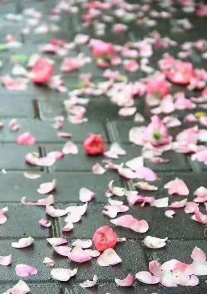 花落代表什么情感_为什么看到落花会伤感