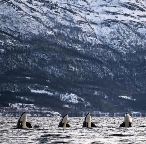 虎鲸如何表达情感_虎鲸会哭吗