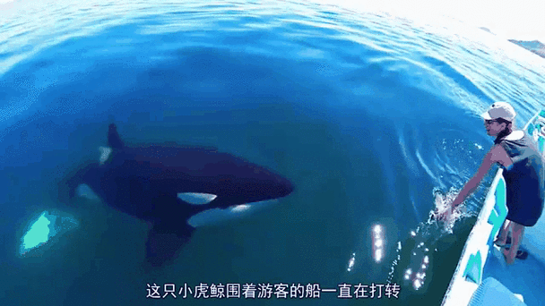 虎鲸如何表达情感_虎鲸会哭吗