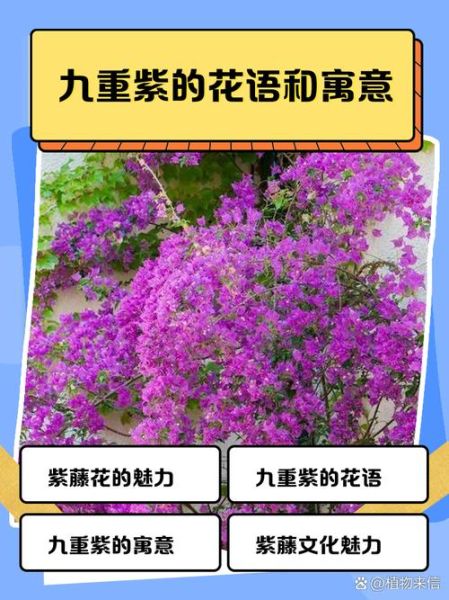 紫色代表什么情感_紫色象征什么意义