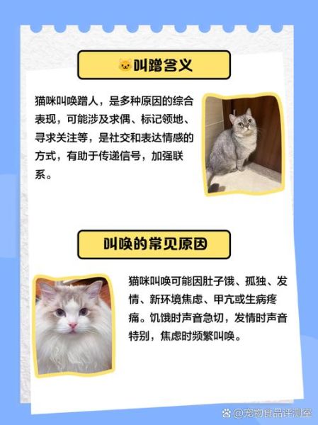 家猫为什么突然蹭人_猫咪摇尾巴代表什么