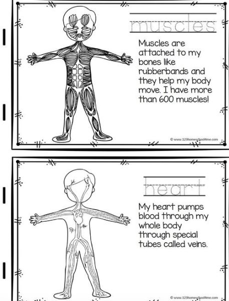 人体小百科读书笔记_如何快速掌握人体奥秘