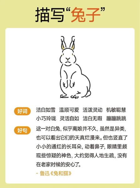 兔子语情感表达_兔子怎么表达情绪