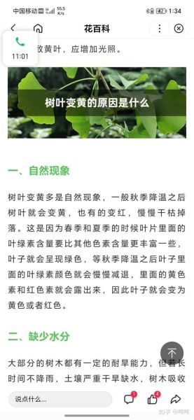 树叶为什么会变黄_树叶代表什么情感