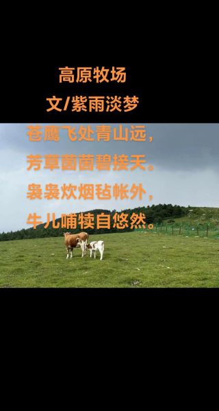 放牧姑娘的情感表达_她如何用草原写诗