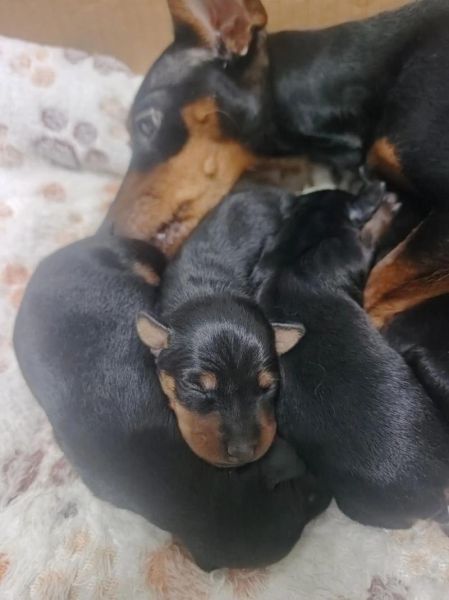 小鹿犬情感表达_如何读懂小鹿犬的情绪