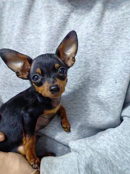 小鹿犬情感表达_如何读懂小鹿犬的情绪