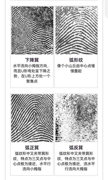 皮纹心理学是什么_皮纹测试准确吗