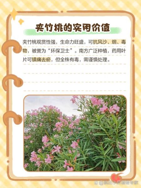 夹竹桃的花语是什么_夹竹桃象征哪些情感