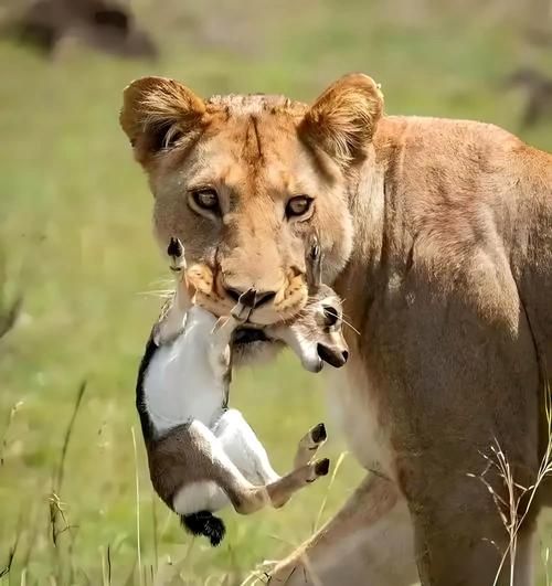 动物会哭吗_人类情感与动物共情