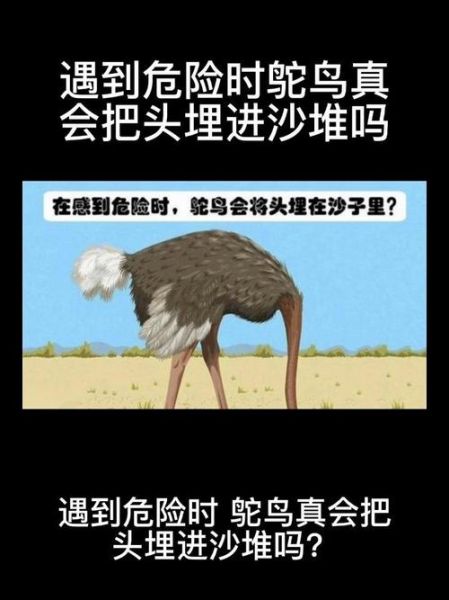 鸵鸟遇到危险会把头埋进沙子里吗_鸵鸟情感表达真相