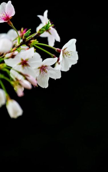拍花如何表达情感_拍花技巧有哪些