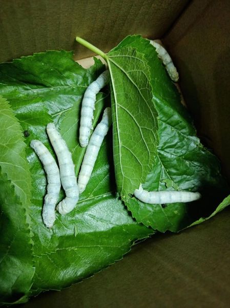 春蚕象征什么情感_春蚕的寓意有哪些